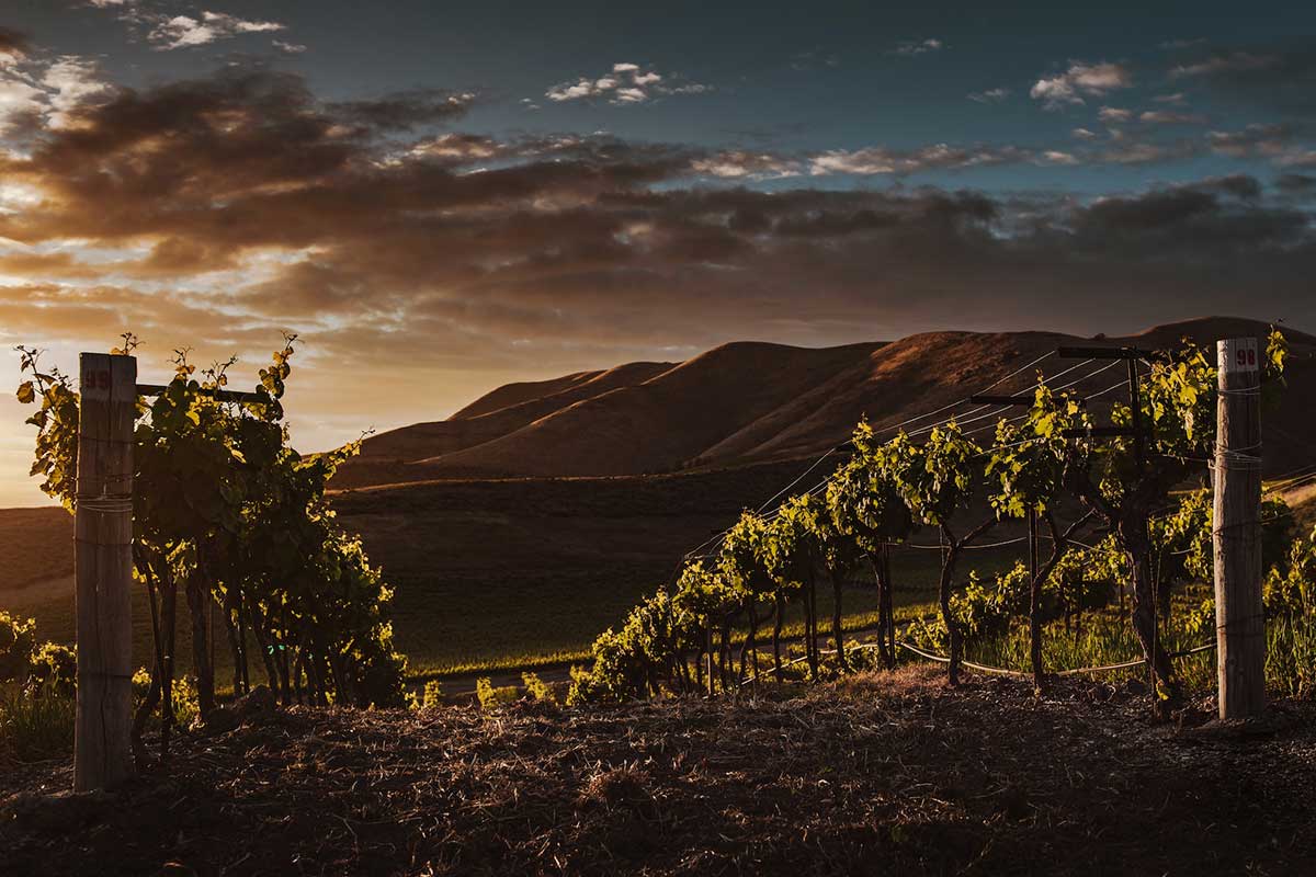 Imagem de uma garrafa de vinho argentino disponível na Vinoteca Prime.