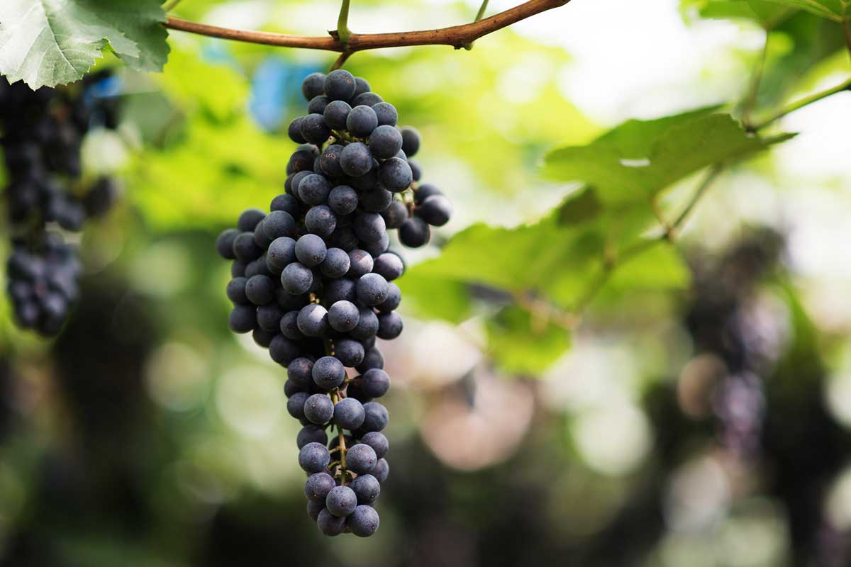 Imagem de uma garrafa de vinho argentino disponível na Vinoteca Prime.