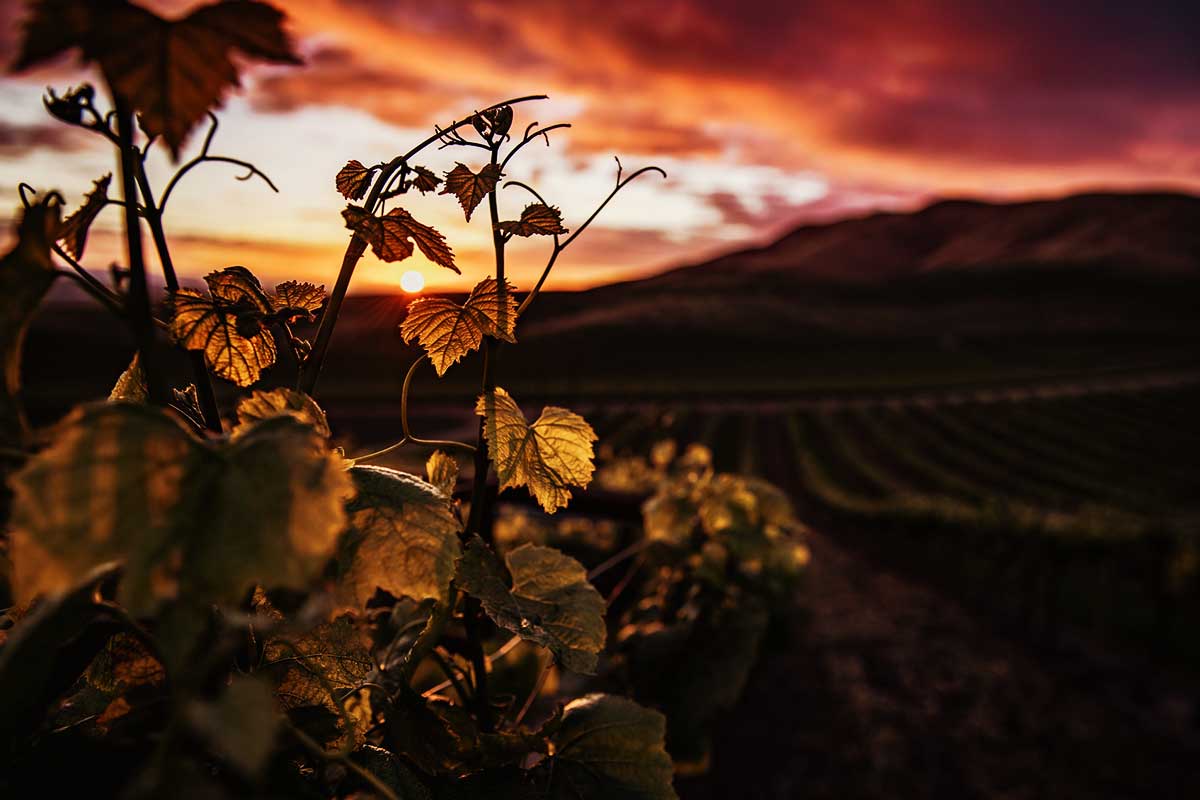 Imagem de uma garrafa de vinho argentino disponível na Vinoteca Prime.