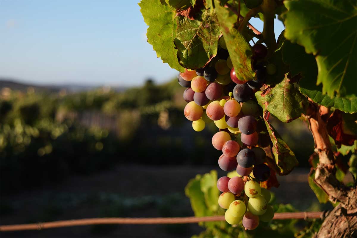 Imagem de uma garrafa de vinho argentino disponível na Vinoteca Prime.